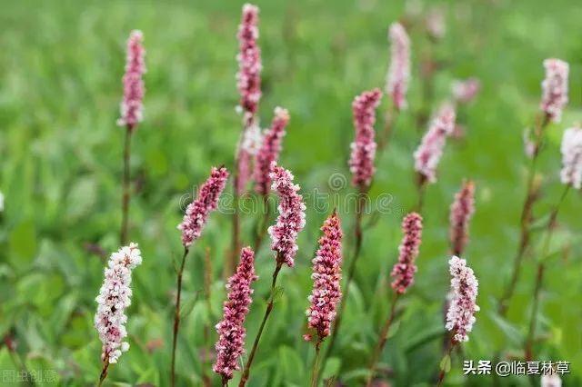 适合临夏地区栽植花卉品种推介