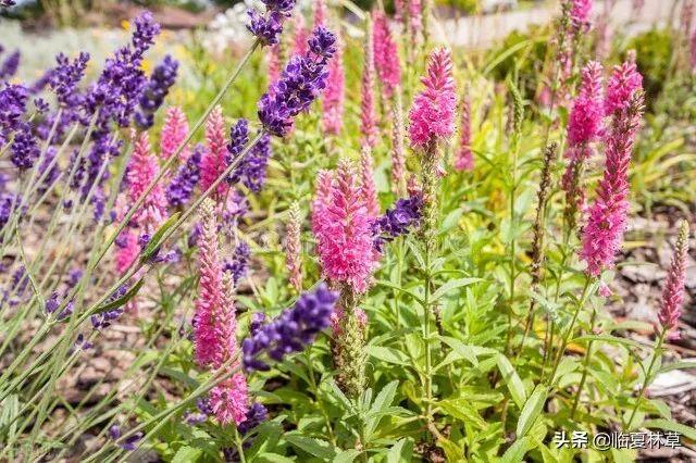 适合临夏地区栽植花卉品种推介