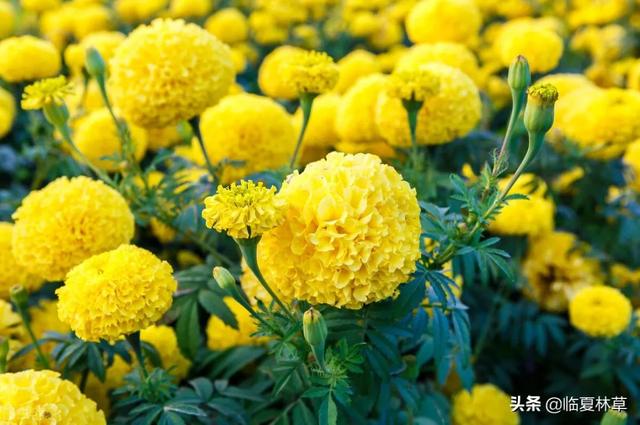 适合临夏地区栽植花卉品种推介