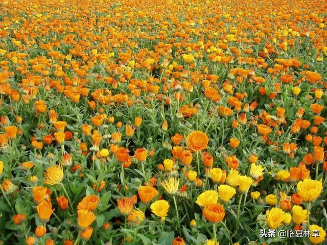 适合临夏地区栽植花卉品种推介