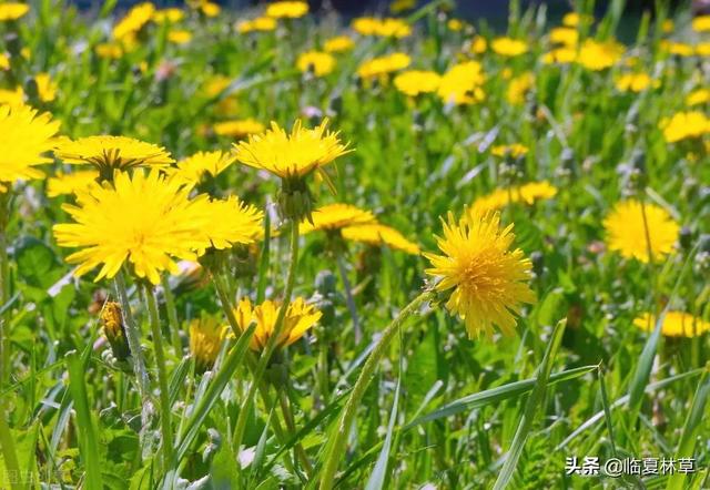 适合临夏地区栽植花卉品种推介