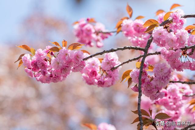 适合临夏地区栽植花卉品种推介