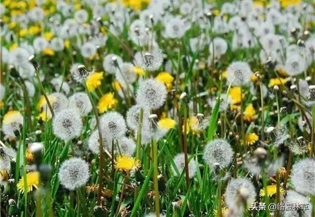 适合临夏地区栽植花卉品种推介