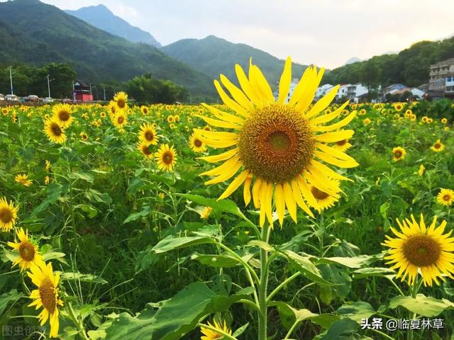 适合临夏地区栽植花卉品种推介