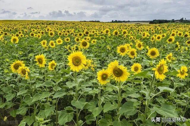 适合临夏地区栽植花卉品种推介