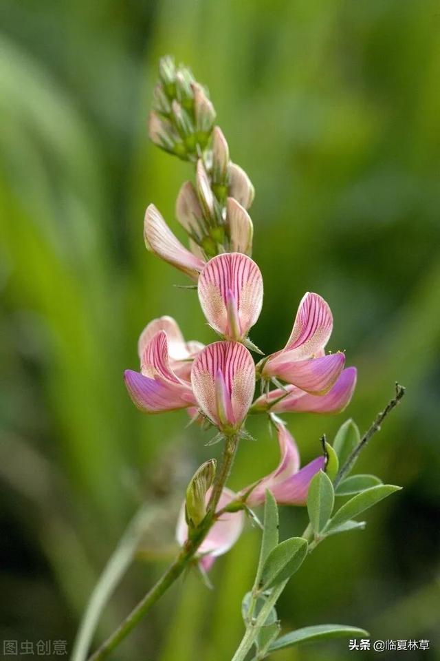 适合临夏地区栽植花卉品种推介