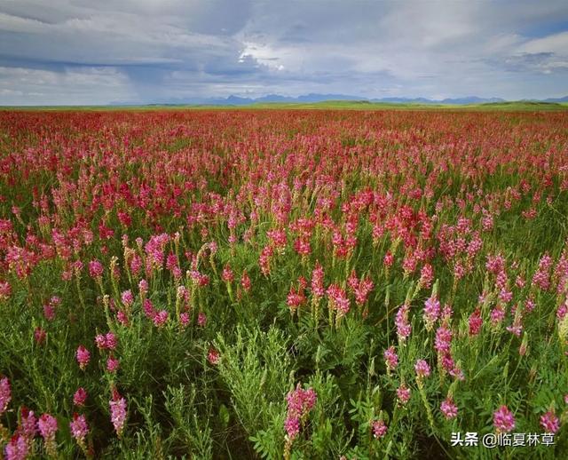 适合临夏地区栽植花卉品种推介