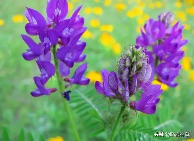 适合临夏地区栽植花卉品种推介