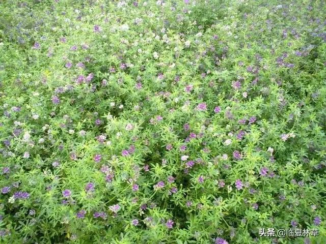 适合临夏地区栽植花卉品种推介