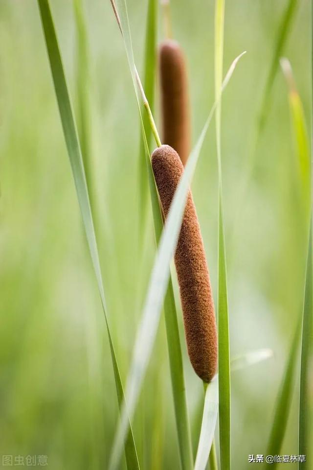 适合临夏地区栽植花卉品种推介