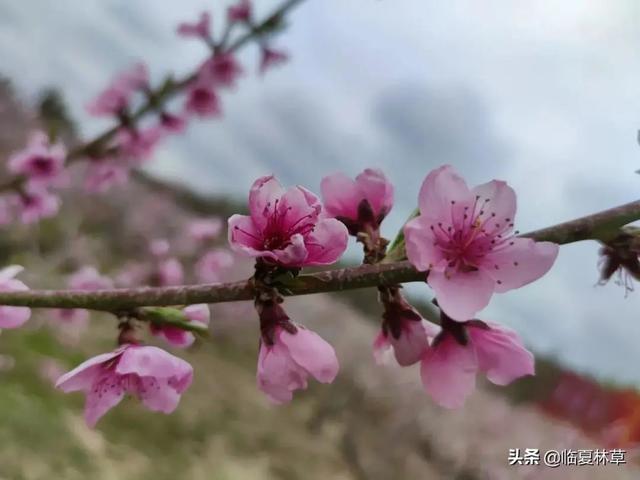 适合临夏地区栽植花卉品种推介