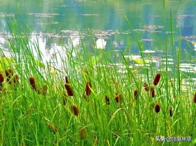 适合临夏地区栽植花卉品种推介