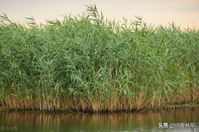 适合临夏地区栽植花卉品种推介