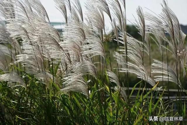 适合临夏地区栽植花卉品种推介