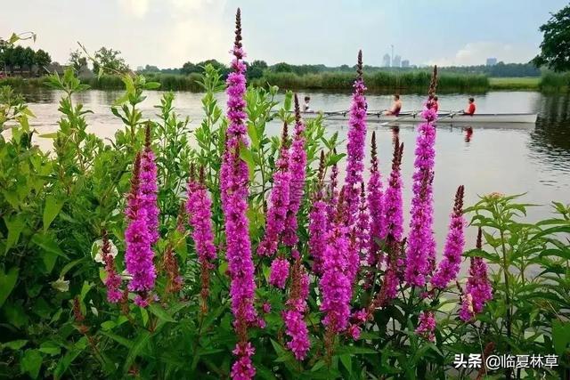 适合临夏地区栽植花卉品种推介