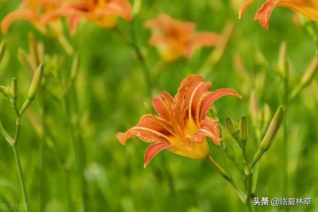 适合临夏地区栽植花卉品种推介