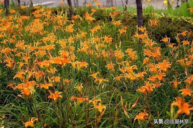 适合临夏地区栽植花卉品种推介