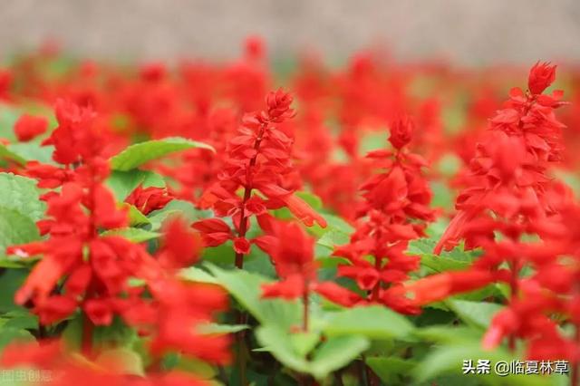 适合临夏地区栽植花卉品种推介