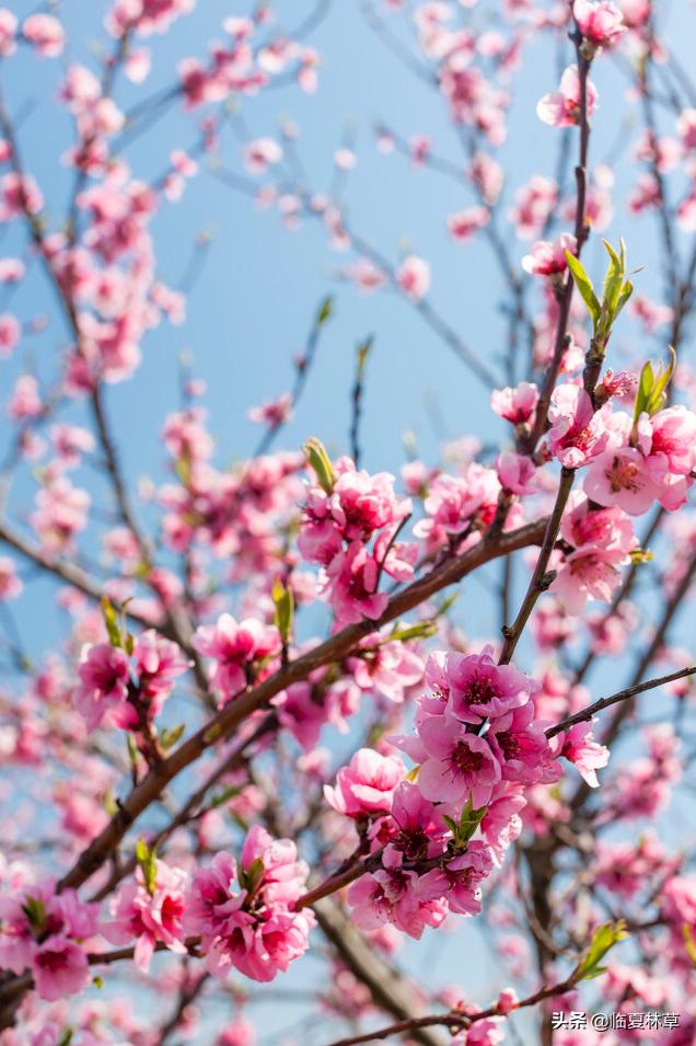 适合临夏地区栽植花卉品种推介