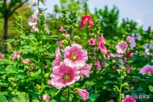 适合临夏地区栽植花卉品种推介