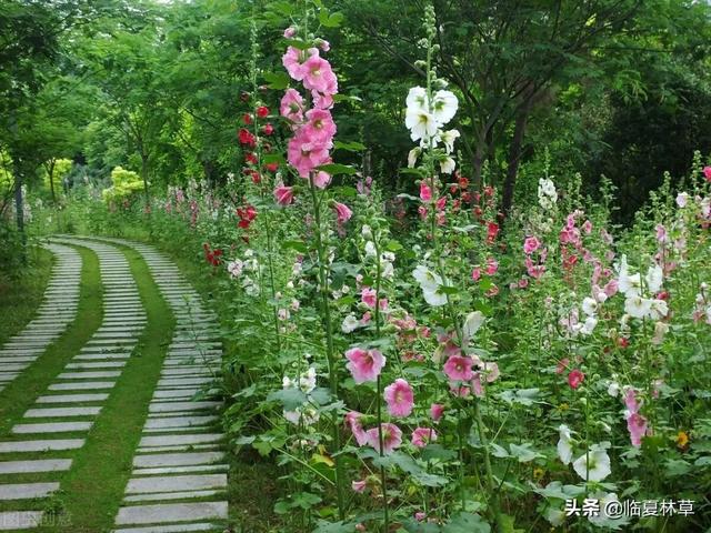 适合临夏地区栽植花卉品种推介