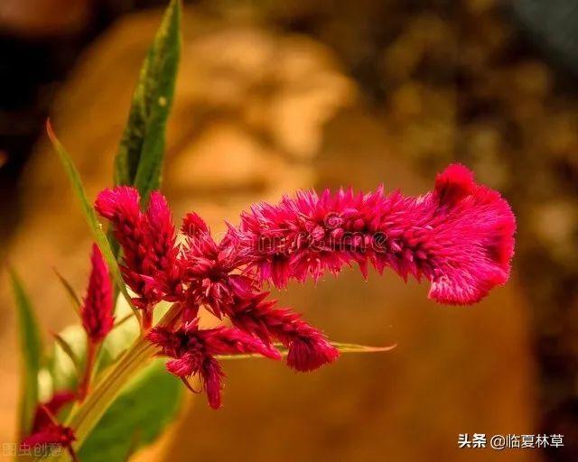 适合临夏地区栽植花卉品种推介