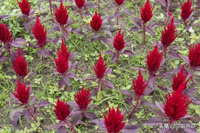 适合临夏地区栽植花卉品种推介