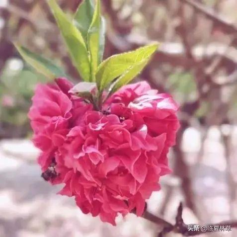 适合临夏地区栽植花卉品种推介