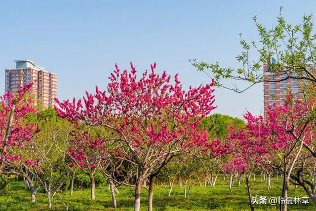 适合临夏地区栽植花卉品种推介