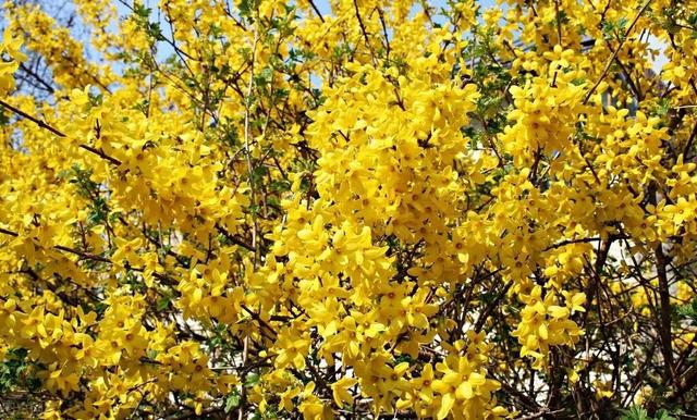 适合临夏地区栽植花卉品种推介