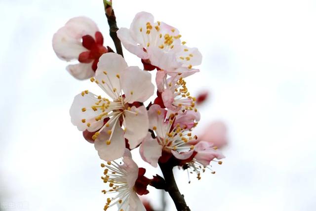 适合临夏地区栽植花卉品种推介