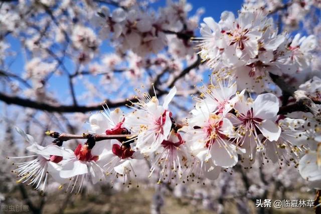 适合临夏地区栽植花卉品种推介