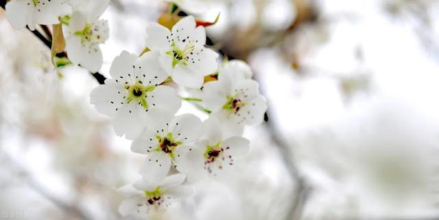 适合临夏地区栽植花卉品种推介