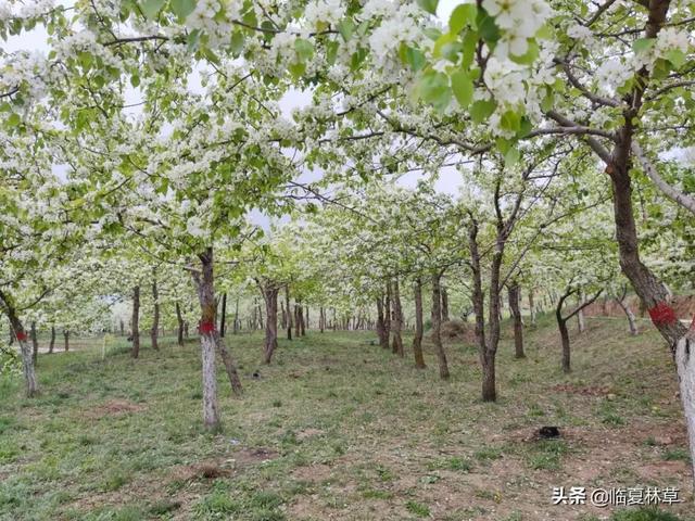 适合临夏地区栽植花卉品种推介