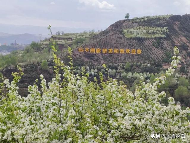 适合临夏地区栽植花卉品种推介