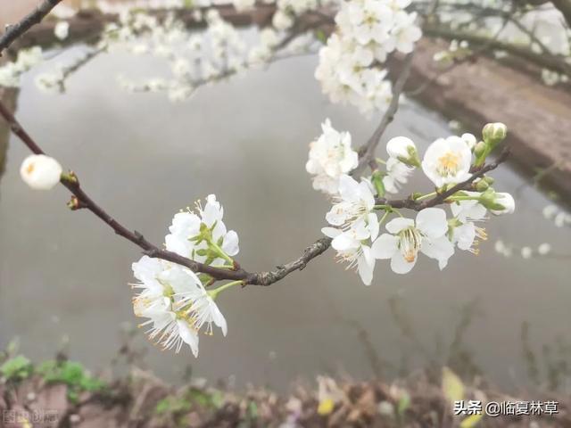 适合临夏地区栽植花卉品种推介