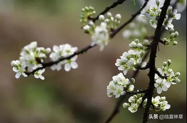 适合临夏地区栽植花卉品种推介