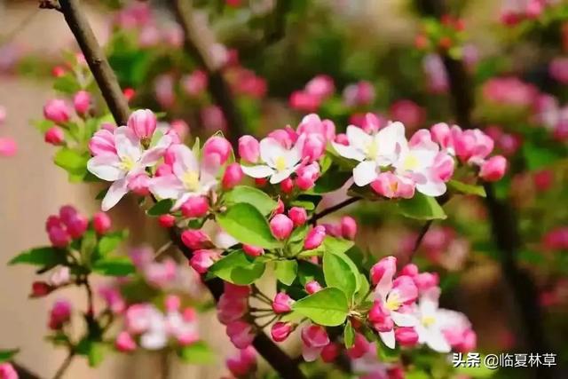 适合临夏地区栽植花卉品种推介