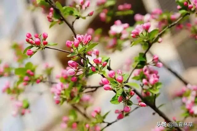 适合临夏地区栽植花卉品种推介