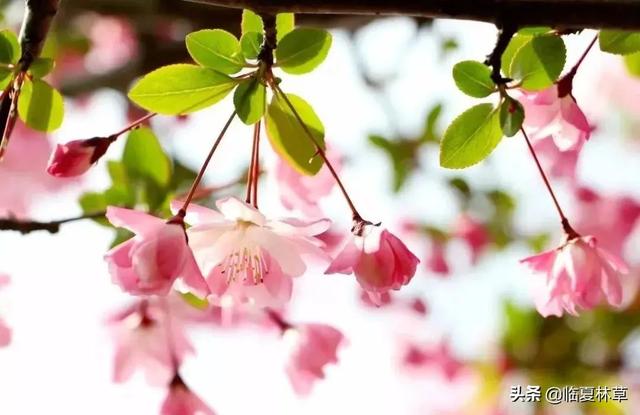 适合临夏地区栽植花卉品种推介