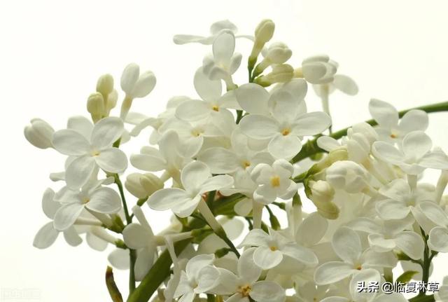 适合临夏地区栽植花卉品种推介