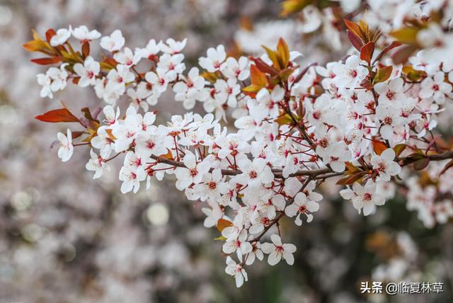 适合临夏地区栽植花卉品种推介