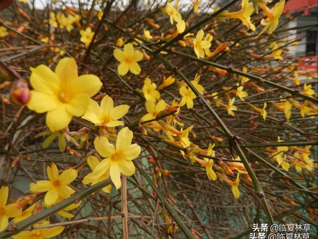 适合临夏地区栽植花卉品种推介