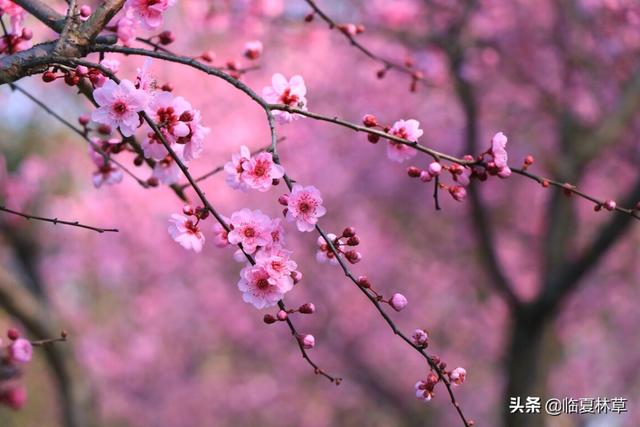 适合临夏地区栽植花卉品种推介