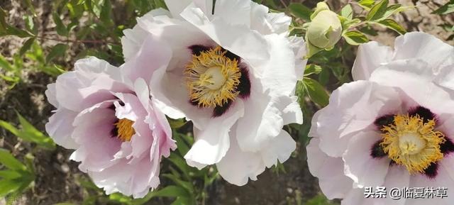 适合临夏地区栽植花卉品种推介