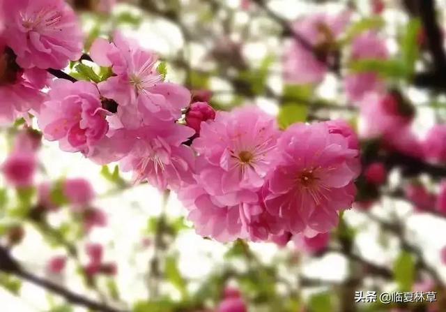 适合临夏地区栽植花卉品种推介