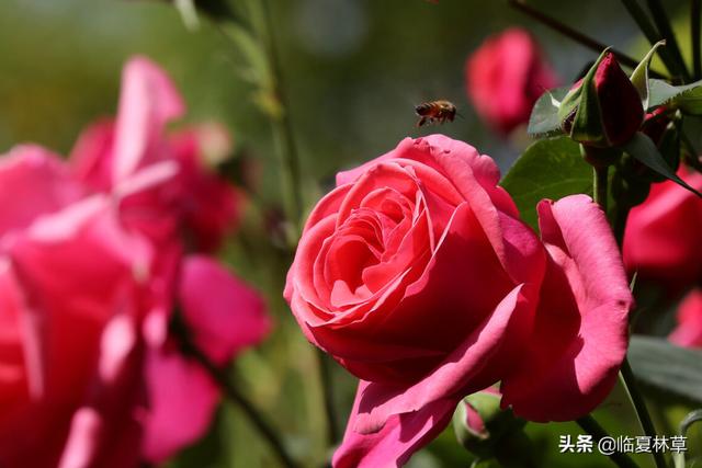 适合临夏地区栽植花卉品种推介