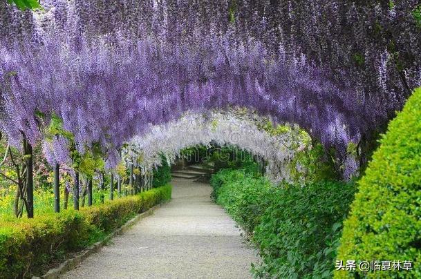 适合临夏地区栽植花卉品种推介