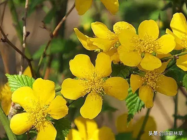 适合临夏地区栽植花卉品种推介