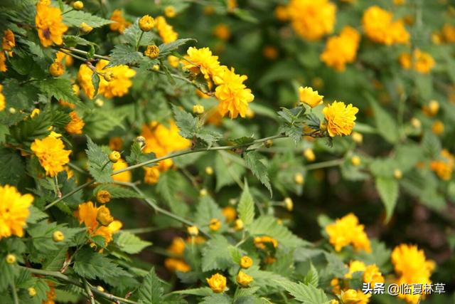 适合临夏地区栽植花卉品种推介